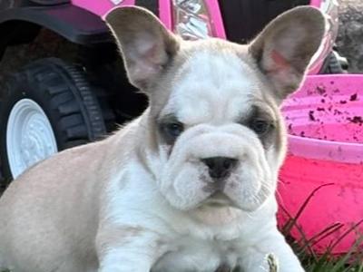 3 Family Reared French Bulldog puppies in Laois