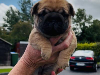 3 Family Reared French Bulldog puppies in Laois