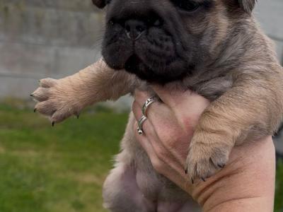3 Family Reared French Bulldog puppies in Laois