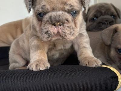 3 Family Reared French Bulldog puppies in Laois