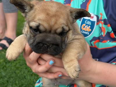 3 Family Reared French Bulldog puppies in Laois