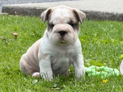 3 Family Reared French Bulldog puppies in Laois
