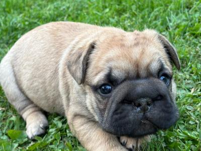 3 Family Reared French Bulldog puppies in Laois