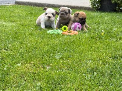 3 Family Reared French Bulldog puppies in Laois