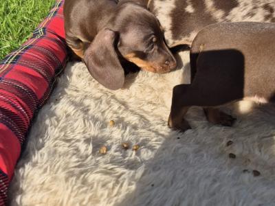 Miniature Dachshund puppies in Mayo