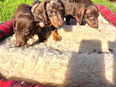 Miniature Dachshund puppies in Mayo