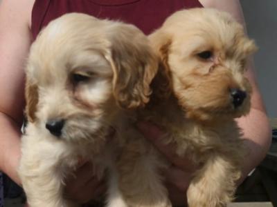 Cockapoo puppies in Laois