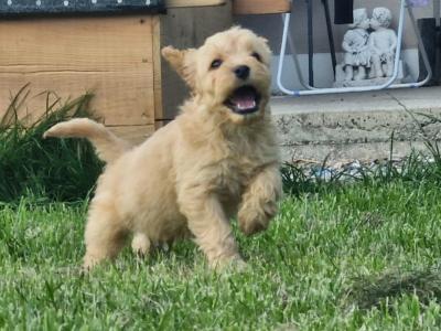 Cockapoo puppies in Laois