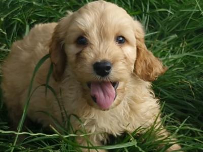 Cockapoo puppies in Laois