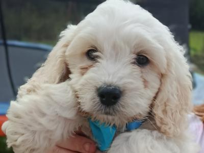 Cockapoo puppies in Laois