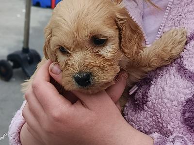 Cockapoo puppies in Laois