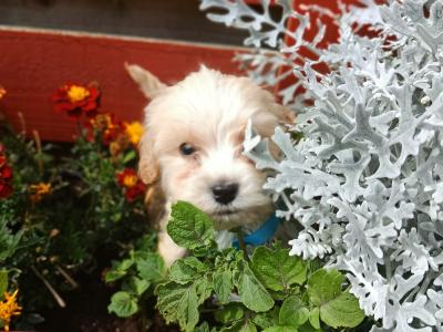 Cockapoo puppies in Laois