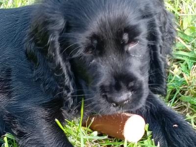 Cocker Spaniel puppies in Clare