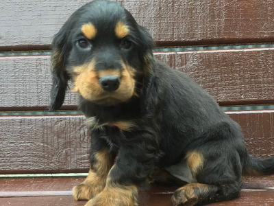 Cocker Spaniel puppies in Donegal
