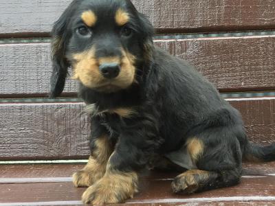 Cocker Spaniel puppies in Donegal