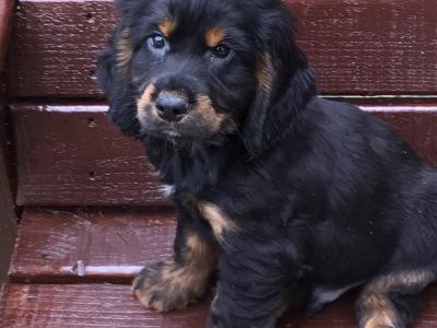 Cocker Spaniel puppies in Donegal