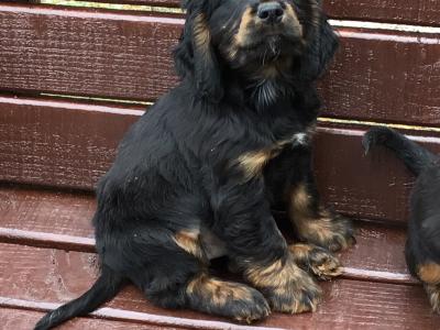 Cocker Spaniel puppies in Donegal