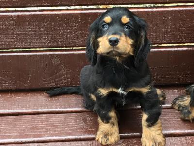 Cocker Spaniel puppies in Donegal