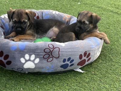 Border Terrier puppies in Wexford
