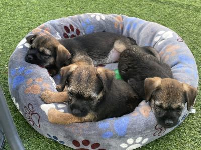 Border Terrier puppies in Wexford