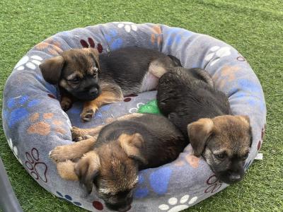 Border Terrier puppies in Wexford