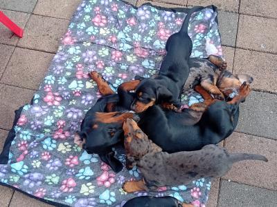 Purebred Dachshund puppies in Cavan