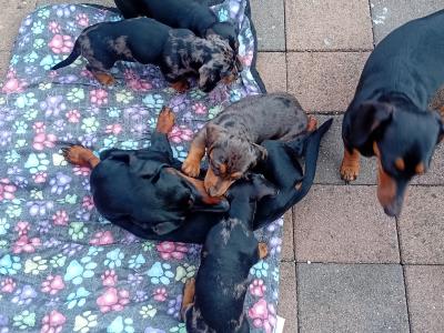 Purebred Dachshund puppies in Cavan