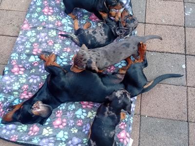 Purebred Dachshund puppies in Cavan