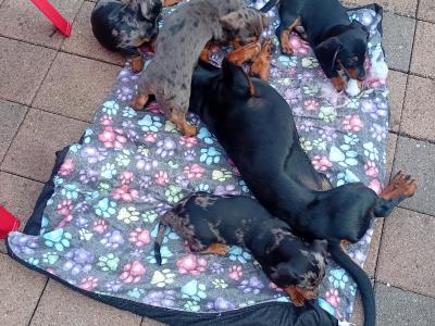 Purebred Dachshund puppies in Cavan