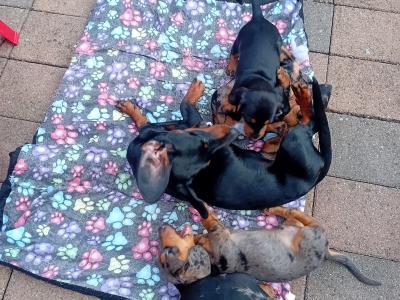 Purebred Dachshund puppies in Cavan