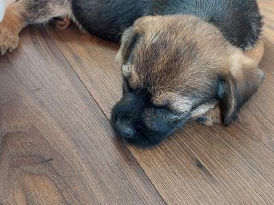 Border Terrier puppies in Wexford