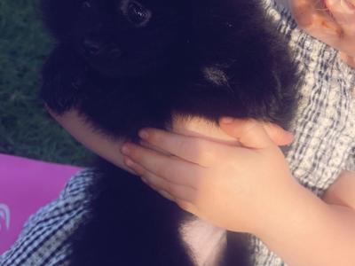 2 miniature Pomerainian puppies in Limerick