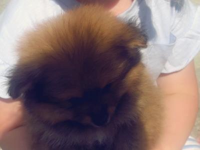 NO TIME WAISTERS**Miniature Pomeranian male for sale** NO TIME WAISTERS
