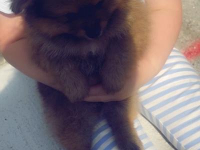 2 miniature Pomerainian puppies in Limerick