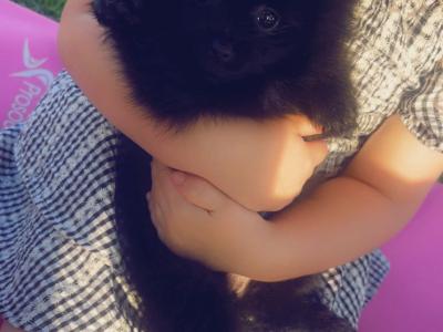 2 miniature Pomerainian puppies in Limerick