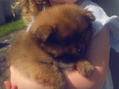NO TIME WAISTERS**Miniature Pomeranian male for sale** NO TIME WAISTERS