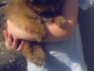 2 miniature Pomerainian puppies in Limerick