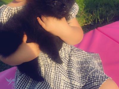 2 miniature Pomerainian puppies in Limerick