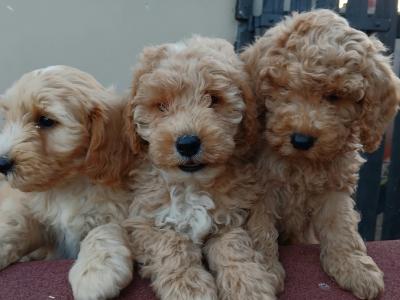 Stunning miniature Cockapoo puppies in Leitrim