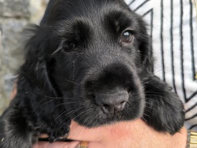 Cocker Spaniel puppies in Clare