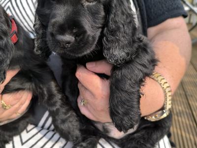 Cocker Spaniel puppies in Clare