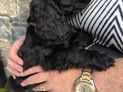 Cocker Spaniel puppies in Clare