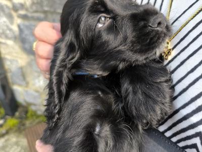 Cocker Spaniel puppies in Clare