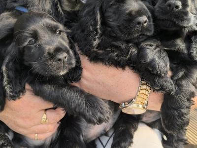 Cocker Spaniel puppies in Clare