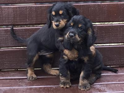 Cocker Spaniel puppies in Donegal