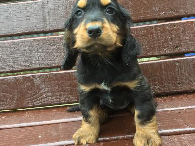 Cocker Spaniel puppies in Donegal