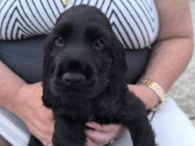 Cocker Spaniel puppies in Clare
