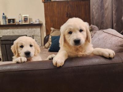 Beautiful purebred IKC Golden Retriever puppies Golden Retriever