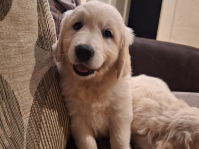 Beautiful purebred IKC Golden Retriever puppies Golden Retriever