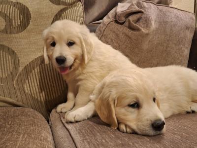 Beautiful purebred IKC Golden Retriever puppies Golden Retriever